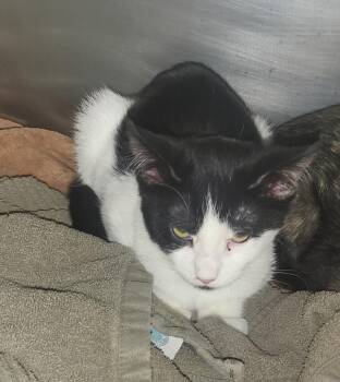 Rescue Domestic Short Hair Cats for Adoption in Zimmerman, Minnesota - Sheila | PetCurious