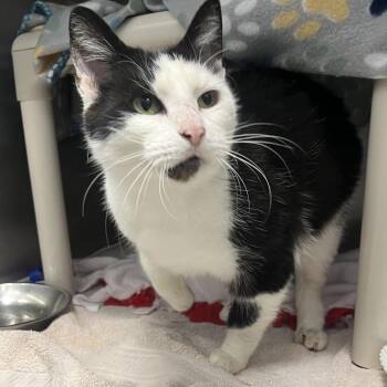 Duck -  Domestic Short Hair Cat for Adoption in Fort Wayne, Indiana - Duck | PetCurious