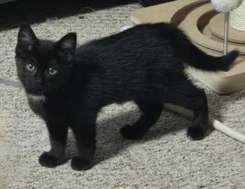 Rescue Domestic Short Hair Cats for Adoption in Lawrenceville, Georgia - Destiny | PetCurious