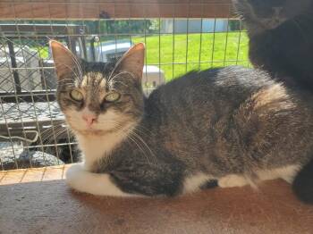 Aria -  Domestic Short Hair Cat Available for Adoption in Philippi, West Virginia - Aria | PetCurious