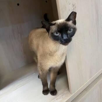 Siamese Cats Available for Adoption - Audrey @ Fat Cat Cafe | PetCurious