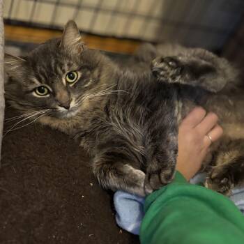 Theo -  Domestic Medium Hair Cat for Adoption in Pickering, Ontario - Theo | PetCurious