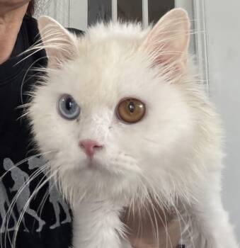 Moe 2 different eyes -  Turkish Angora and Maine Coon Cat for Adoption in Brampton, Ontario - Moe 2 Different Eyes | PetCurious