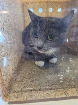 Domestic Short Hair Cats Available for Adoption - Princess Peach | PetCurious