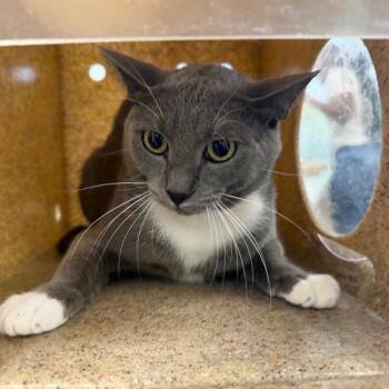 Thomas -  Domestic Short Hair Cat for Adoption in Philadelphia, Pennsylvania - Thomas | PetCurious