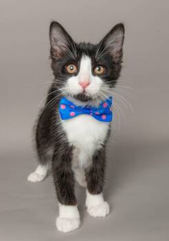 EDDIE -  Domestic Short Hair Cat for Adoption in Wyandotte, Michigan - EDDIE | PetCurious