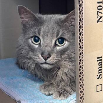 Moonlight -  Maine Coon and Domestic Short Hair Cat Available for Adoption in Providence, Rhode Island - Moonlight | PetCurious