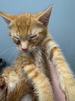 Macchiato -  Domestic Short Hair Cat for Adoption in Bloomington, Indiana - Macchiato | PetCurious