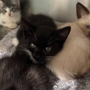 Frannie 3 -  Domestic Short Hair Cat for Adoption in Cumming, Georgia - Frannie 3 | PetCurious