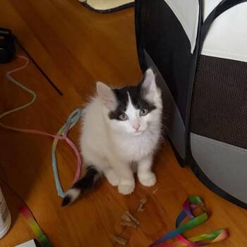 Newt -  Domestic Long Hair Cat for Adoption in Green Bay, Wisconsin - Newt | PetCurious