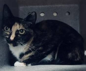 PEACHES -  Domestic Short Hair Cat for Adoption in Norco, California - PEACHES | PetCurious
