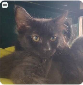 Walda -  Domestic Short Hair Cat for Adoption in Fort Worth, Texas - Walda | PetCurious