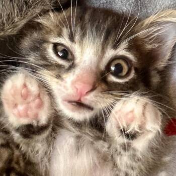 Judy* -  Domestic Short Hair Cat for Adoption in San Gabriel, California - Judy* | PetCurious
