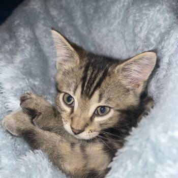 Dexter -  Domestic Short Hair Cat for Adoption in Oakville, Ontario - Dexter | PetCurious
