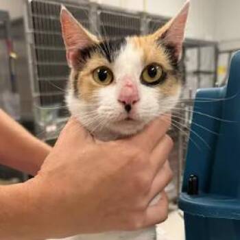Rumi-C -  Domestic Short Hair Cat for Adoption in East St. Louis, Illinois - Rumi-C | PetCurious