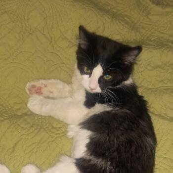 Doodle Bug -  Domestic Medium Hair Cat for Adoption in Chandler, Arizona - Doodle Bug | PetCurious