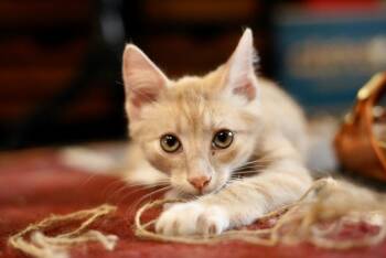 Rescue Domestic Short Hair Cats for Adoption in Hagerstown, Maryland - WERUVA | PetCurious