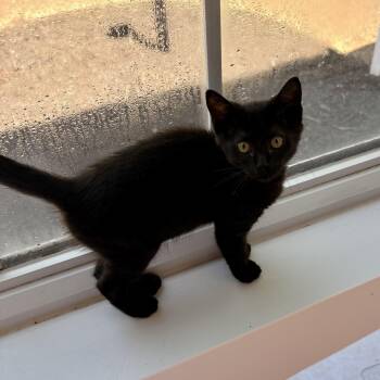 Hollandaise -  Domestic Short Hair Cat for Adoption in Richmond, Virginia - Hollandaise | PetCurious