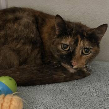 Domestic Short Hair Cats Available for Adoption in Chesapeake, Virginia - Mamas | PetCurious