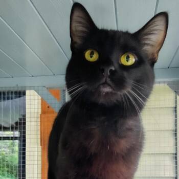 Fisher -  Domestic Short Hair Cat for Adoption in Charleston, South Carolina - Fisher | PetCurious