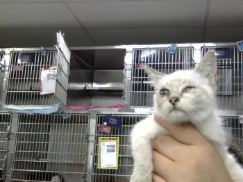 A185968 -  Siamese Cat for Adoption in Pasadena, Texas - A185968 | PetCurious