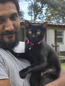 Rescue Domestic Short Hair Cats for Adoption in Magnolia, Texas - Katie | PetCurious