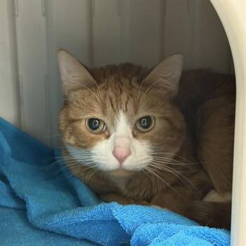 Rescue Domestic Short Hair Cats for Adoption in Las Vegas, Nevada - TOFU | PetCurious