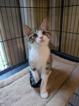 Fishstick -  Domestic Short Hair Cat for Adoption in Bloomsburg, Pennsylvania - Fishstick | PetCurious