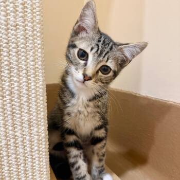 Keebler -  Domestic Short Hair Cat for Adoption in Agoura Hills, California - Keebler | PetCurious