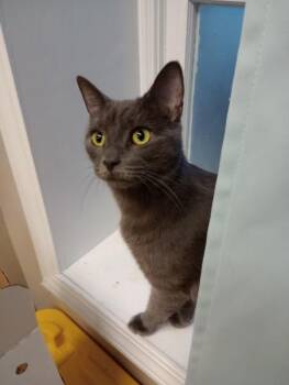 Kanga -  Domestic Short Hair Cat for Adoption in Duluth, Georgia - Kanga | PetCurious