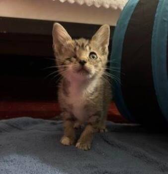 Wilma -  Domestic Short Hair and Tabby Cat for Adoption in Ruskin, Florida - Wilma | PetCurious