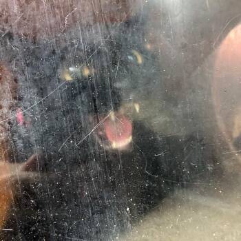 Demi -  Domestic Short Hair Cat for Adoption in Philadelphia, Pennsylvania - Demi | PetCurious