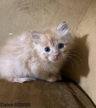 Dalea -  Domestic Short Hair Cat for Adoption in Virginia Beach, Virginia - Dalea | PetCurious