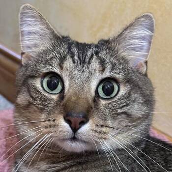 Oscar -  Domestic Short Hair Cat for Adoption in Crystal Lake, Illinois - Oscar | PetCurious