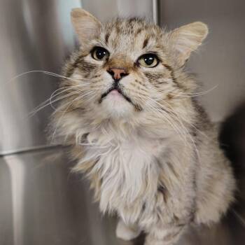 Finnegan -  Domestic Medium Hair Cat for Adoption in Richmond, Missouri - Finnegan | PetCurious