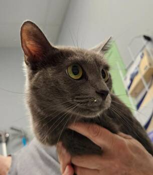 Grey Ghost -  Domestic Short Hair Cat for Adoption in Bloomington, Indiana - Grey Ghost | PetCurious