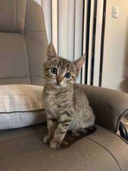 Needle -  Domestic Short Hair Cat Available for Adoption in Tucson, Arizona - Needle | PetCurious