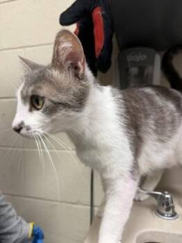 One Wish Willow -  Domestic Short Hair Cat for Adoption in Wichita, Kansas - One Wish Willow | PetCurious