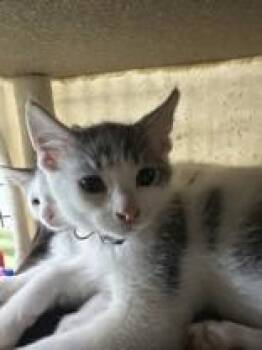 Armadillo -  Domestic Short Hair Cat for Adoption in Manitowoc, Wisconsin - Armadillo | PetCurious