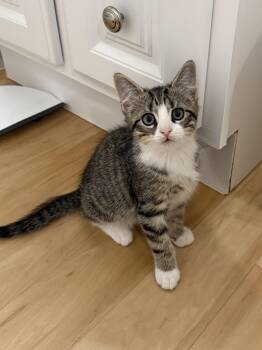 Rescue Domestic Short Hair Cats for Adoption in Darien, Connecticut - Briar | PetCurious