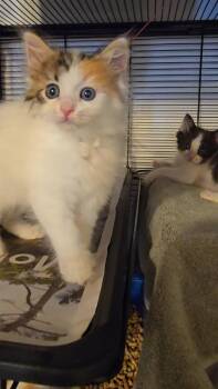Darla -  Domestic Long Hair and Turkish Angora Cat for Adoption in Pacifica, California - Darla | PetCurious