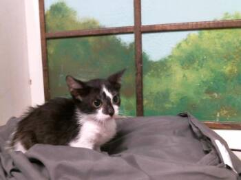 SPRITE -  Domestic Short Hair Cat for Adoption in Houston, Texas - SPRITE | PetCurious