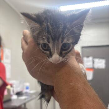 Brindlestriipe -  Domestic Short Hair Cat for Adoption in Clanton, Alabama - Brindlestriipe | PetCurious