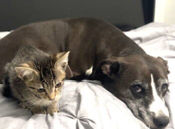 Rescue Tabby Cats for Adoption in Fort Myers, Florida - Alvin | PetCurious