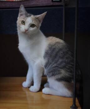 Rescue Domestic Short Hair Cats for Adoption in Cincinnati, Ohio - Christine | PetCurious