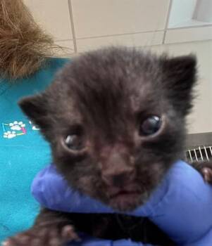 Domestic Short Hair Cats Available for Adoption in Houston, Texas - A654908 | PetCurious
