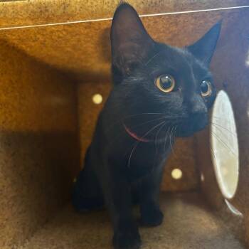 Domestic Short Hair Cats Available for Adoption in Memphis, Tennessee - Gravy-30664 | PetCurious