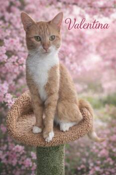 Tabby Cats Available for Adoption - Valentina Will Steal Your Heart! | PetCurious