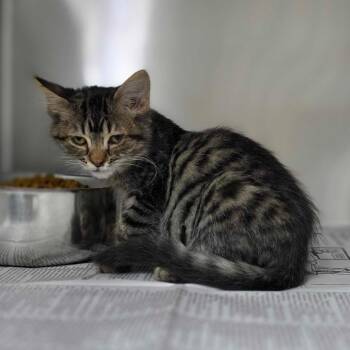 Spark -  Domestic Medium Hair Cat for Adoption in Valdosta, Georgia - Spark | PetCurious