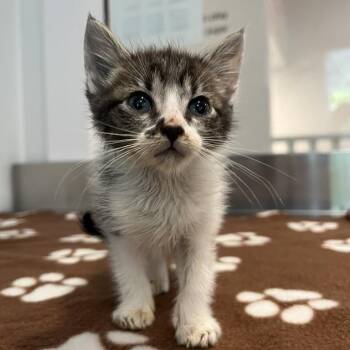 Xenia -  Domestic Short Hair Cat for Adoption in Los Angeles, California - Xenia | PetCurious